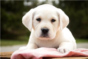 Margaret - Labrador Retriever for sale