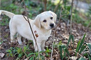 Millie - Labrador Retriever for sale
