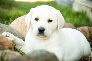 Maeve - Labrador Retriever for sale