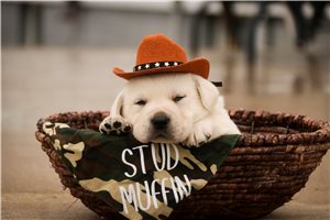 Michael - Labrador Retriever for sale