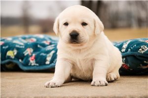 Miles - Labrador Retriever for sale