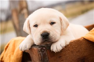 Maverick - Labrador Retriever for sale