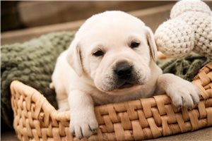 Mateo - puppy for sale