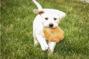 Millie - Labrador Retriever for sale