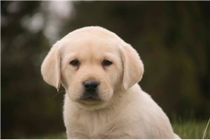 Miles - Labrador Retriever for sale