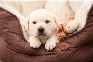 Melody - puppy for sale