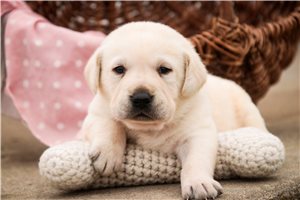 Millie - Labrador Retriever for sale