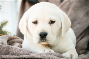 Melody - Labrador Retriever for sale