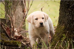 Maverick - Labrador Retriever for sale