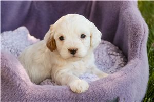 Erin - puppy for sale