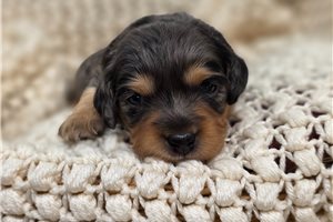 Dawson - Mixed/Other for sale
