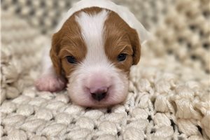 Dustin - Mixed/Other for sale
