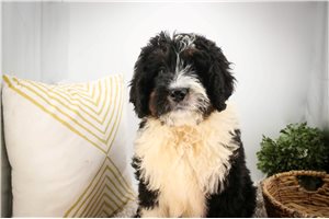 Nathan - Bernedoodle, Mini for sale