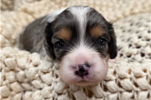 Devon - Mixed/Other for sale