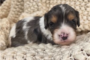 Dane - Mixed/Other for sale