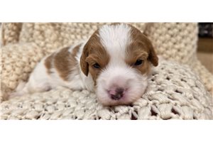 Douglas - Mixed/Other for sale