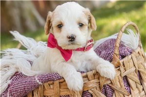 Evelyn - Mixed/Other for sale