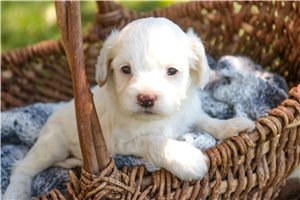 Edwin - puppy for sale