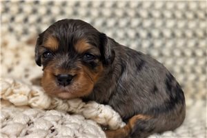 Delaney - Mixed/Other for sale