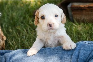 Ernie - puppy for sale