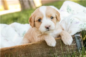 Everly - puppy for sale