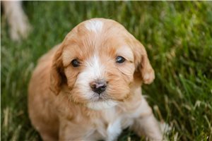 Emma - Mixed/Other for sale