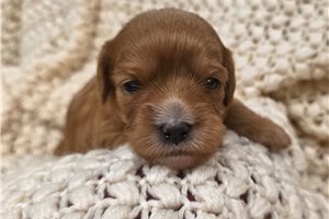 Dasha - Mixed/Other for sale