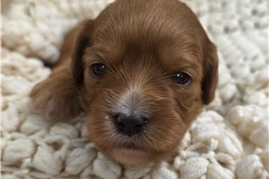 Dasha - Mixed/Other for sale