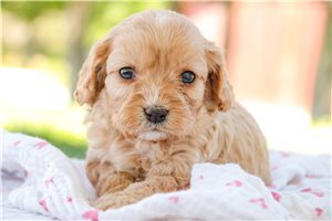 Essie - puppy for sale