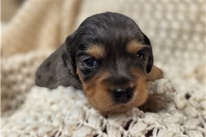 Dawson - Mixed/Other for sale