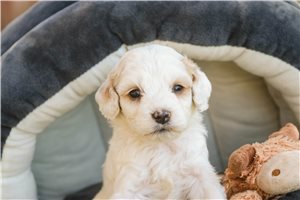 Ethan - Mixed/Other for sale