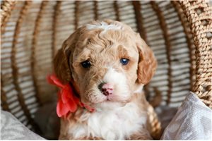 Cordelia - puppy for sale