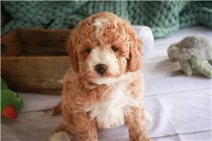 Cruz - puppy for sale