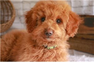 Ocean - puppy for sale