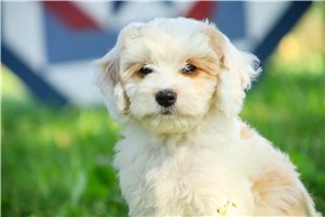 Ethan - Mixed/Other for sale