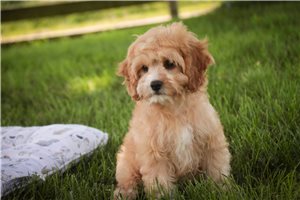 Emma - Mixed/Other for sale
