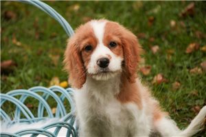 Douglas - Mixed/Other for sale