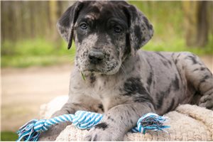 Antonio - puppy for sale