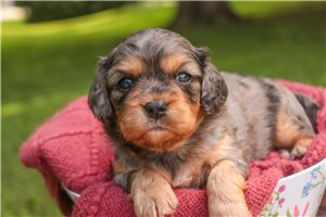 Delaney - Mixed/Other for sale