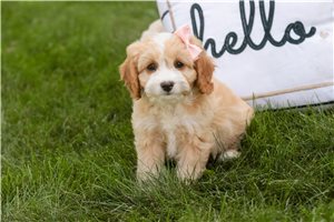 Everly - Mixed/Other for sale