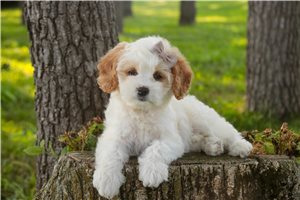 Evelyn - Mixed/Other for sale