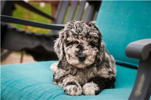 Franklin - Mixed/Other for sale