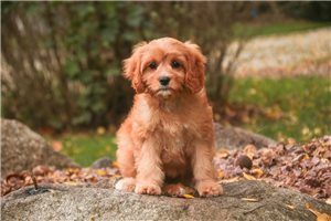 Dasha - Mixed/Other for sale