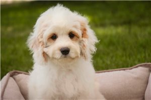 Ethan - Mixed/Other for sale