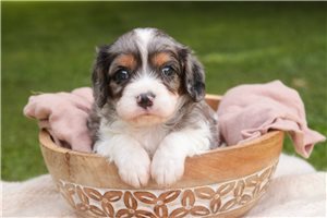 Devon - Mixed/Other for sale
