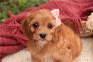 Dasha - Mixed/Other for sale