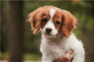 Dustin - Mixed/Other for sale