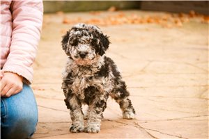 Fern - Mixed/Other for sale