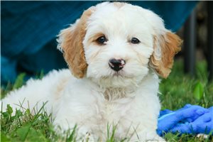 Ernie - Mixed/Other for sale