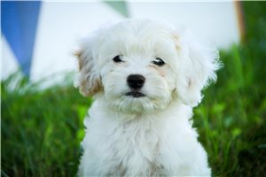 Edwin - Mixed/Other for sale